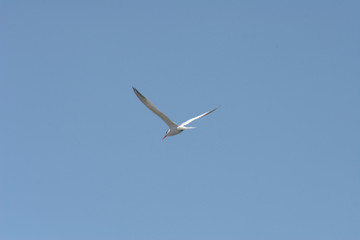 forster's tern in flight