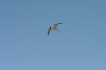 forster's tern glidding against a blue sky