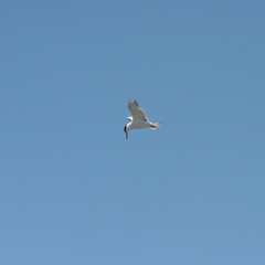 Fototapeta na wymiar forster's tern in flight