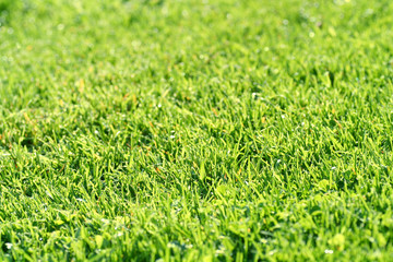 green grass horizontal