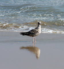 a gull in reflection