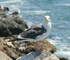 sea gull on cliff