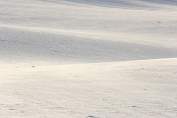 winter field
