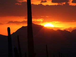 cactus and mountain sunset