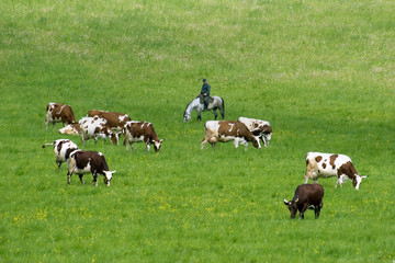 cows on the meadow