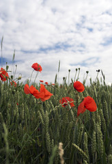 Fototapeta premium wheat field with poppies