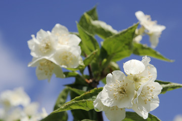 jasmine blossom