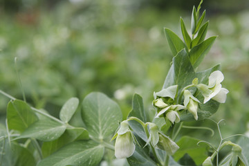 fresh garden peas on the vin