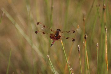 dragonfly