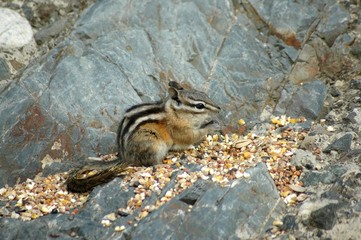 chip or dale