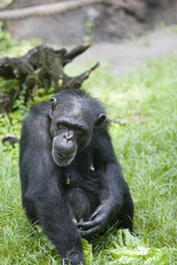 chimpanze