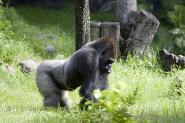gorilla © Joe Stone