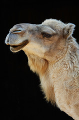 camel