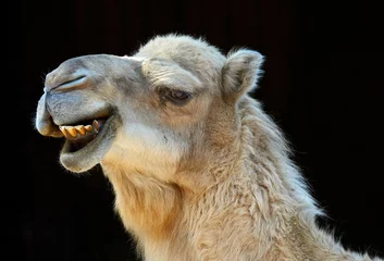 Papier Peint photo autocollant Chameau chameau souriant