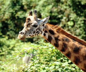 giraffe