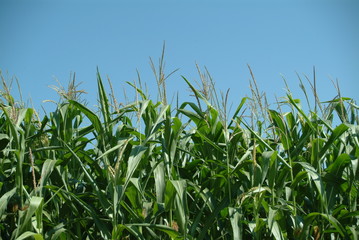 Obraz premium maisfeld