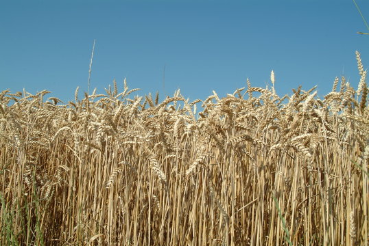 weizenfeld