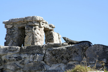 tulum lizard