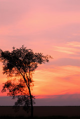 red sunset tree