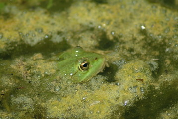 frosch