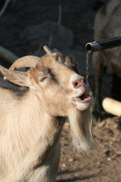 thirsty goat