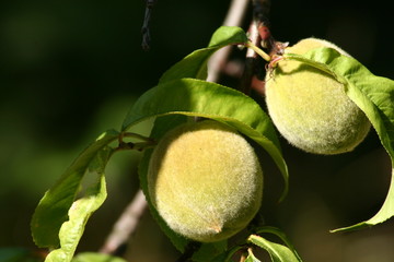 unripe peaches