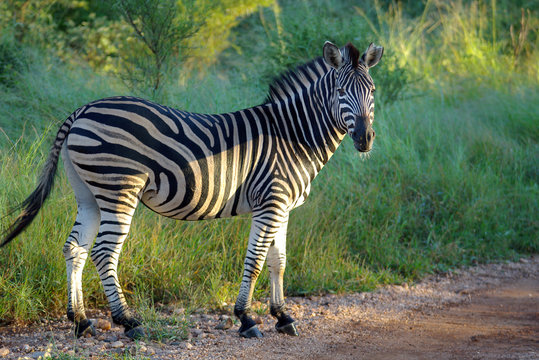 Fototapeta zebra am strassenrand