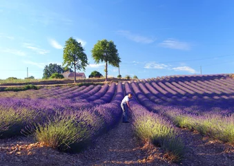 Tuinposter Lavendel lavendel geur