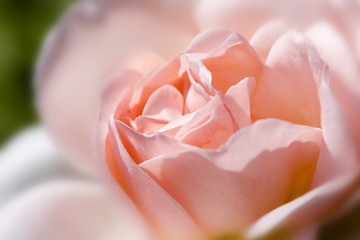 rose 'lilian'