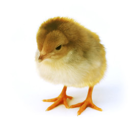Obraz premium chicken