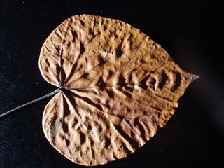wrinkle leaf