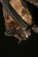 bat