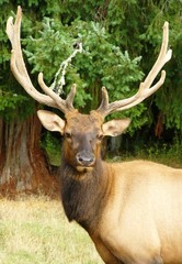 bull elk