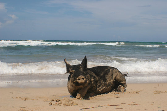 pig in paradise