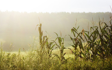 corn stalks in meadow
