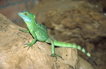 basilisk