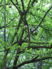 mora tree