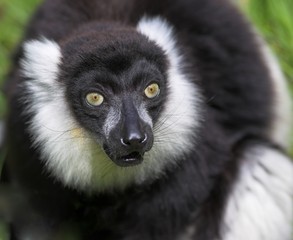 black and white ruffed lemur © Graham Taylor