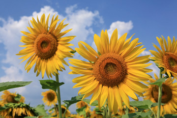 fleurs de tournesol