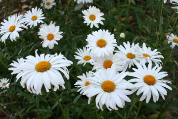 Cercles muraux Marguerites field of daisies