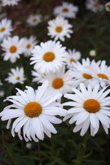 daisies close-up - 2