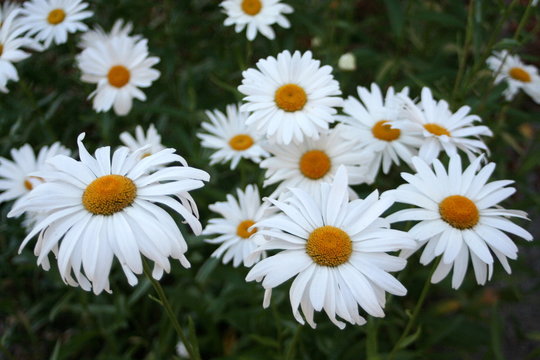 daisies close-up