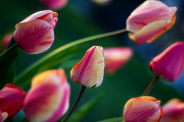 tulips blowing in the wind