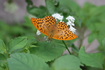 butterfly on flower (orange on white) - 1