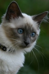 regard bleu