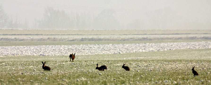 lapins au matin