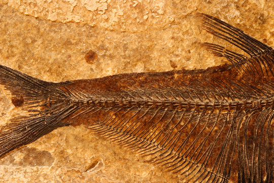 fossil fish detail