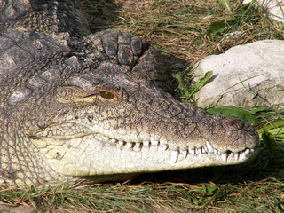 crocodile