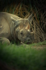 rhino looking