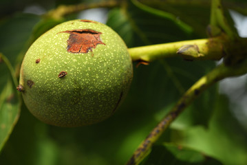 fruits verts